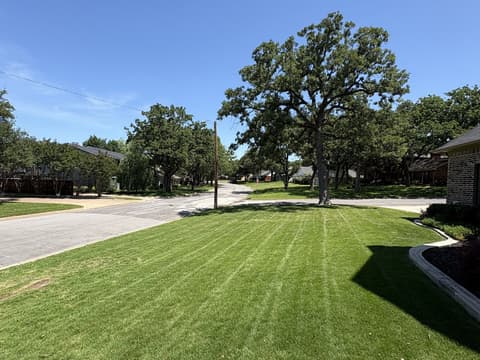 Freshly mowed lawn with crisp stripes under mature oak trees